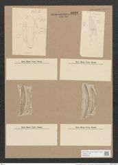 Amphora oblonga Greg. (de-Toni-Nr.: Genus 36, Species 1673) Zeichnungen Sammlung Grunow Nr. 3222 (NHMW-BOT-W0370679)